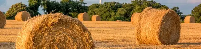 Paysage agricole avec des vaches laitières nourries pour le beurre AOP Charente Poitou